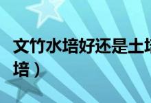 文竹水培好还是土培好（风信子的养殖方法土培）