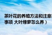 茶叶花的养殖方法和注意事项（大叶绿萝的养殖方法和注意事项 大叶绿萝怎么养）