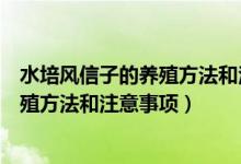 水培风信子的养殖方法和注意事项有哪些(水培风信子的养殖方法和注意事项)
