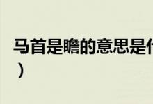 马首是瞻的意思是什么意思（马首是瞻的意思）