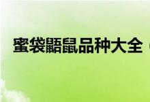 蜜袋鼯鼠品种大全(蜜袋鼯鼠多少钱一只)