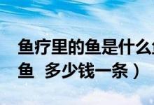 鱼疗里的鱼是什么鱼?贵吗（鱼疗的鱼是什么鱼  多少钱一条）