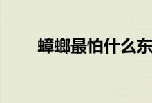蟑螂最怕什么东西（蟑螂最怕什么）