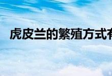 虎皮兰的繁殖方式有哪些（虎皮兰的繁殖）