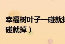 幸福树叶子一碰就掉怎么挽救（幸福树叶子一碰就掉）