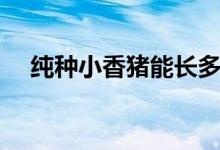 纯种小香猪能长多大(小香猪能长多大)