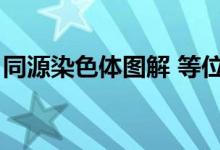 同源染色体图解 等位基因（同源染色体图解）