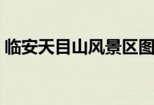 临安天目山风景区图片（临安天目山风景区）