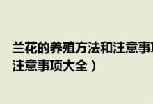 兰花的养殖方法和注意事项 – 养殖日记（兰花的养殖方法和注意事项大全）