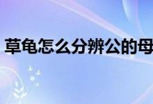 草龟怎么分辨公的母的（草龟如何分辨雌雄）