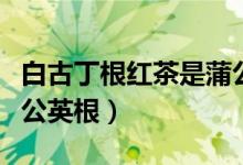 白古丁根红茶是蒲公英根吗（白鼓丁根茶是蒲公英根）
