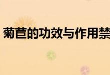 菊苣的功效与作用禁忌（菊苣的功效与作用）