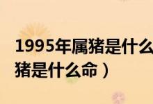 1995年属猪是什么命五行属什么（1995年属猪是什么命）