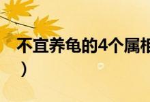 不宜养龟的4个属相（巴西龟怎么分公母图解）