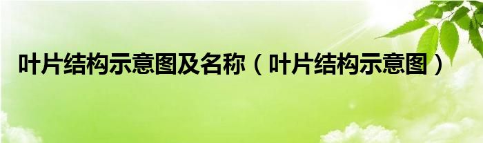 叶片结构示意图及名称（叶片结构示意图）