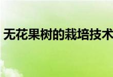 无花果树的栽培技术（无花果树苗种植方法）