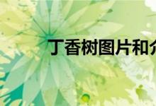 丁香树图片和介绍（丁香树图片）