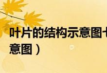 叶片的结构示意图七年级上册（叶片的结构示意图）