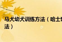 马犬幼犬训练方法（哈士奇幼犬怎么训练 哈士奇幼犬训练方法）
