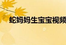 蛇妈妈生宝宝视频（蛇宝宝妈咪要下蛋）