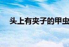 头上有夹子的甲虫（额头有两个夹子虫）