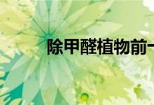 除甲醛植物前十名（除甲醛植物）