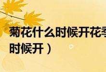 菊花什么时候开花季节脑筋急转弯（菊花什么时候开）