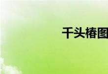 千头椿图片（千头椿）