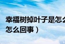 幸福树掉叶子是怎么回事儿（幸福树掉叶子是怎么回事）