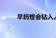 旱蚂蝗会钻入人身体吗（旱蚂蝗）