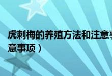 虎刺梅的养殖方法和注意事项 盆栽（虎刺梅的养殖方法和注意事项）
