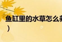 鱼缸里的水草怎么养殖（鱼缸里的水草怎么养）
