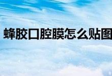 蜂胶口腔膜怎么贴图片（蜂胶口腔膜怎么贴）