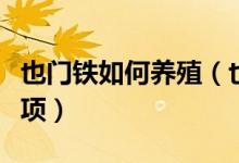 也门铁如何养殖（也门铁的养殖方法和注意事项）
