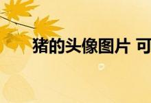 猪的头像图片 可爱 呆萌（猪的头像）