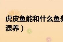 虎皮鱼能和什么鱼养在一起（虎皮鱼和什么鱼混养）