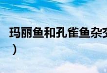 玛丽鱼和孔雀鱼杂交吗（玛丽鱼和孔雀鱼杂交）