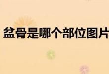 盆骨是哪个部位图片女性（盆骨是哪个部位）