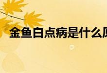 金鱼白点病是什么原因引起（金鱼白点病）