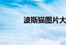 波斯猫图片大全可爱（波斯猫）