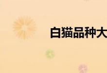 白猫品种大全（白猫品种）