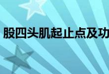 股四头肌起止点及功能图（股四头肌起止点）