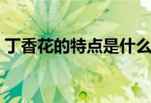 丁香花的特点是什么六年级（丁香花的特点）