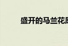 盛开的马兰花原唱（马兰花原唱）