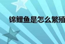 锦鲤鱼是怎么繁殖的（鱼是怎么繁殖的）