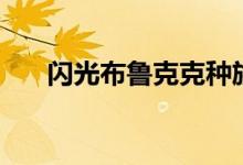 闪光布鲁克克种族值（闪光布鲁克克）