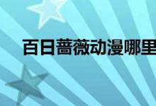 百日蔷薇动漫哪里看（bl动漫百日蔷薇）