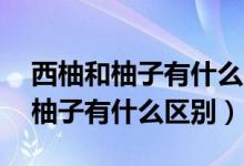 西柚和柚子有什么区别 哪个更好吃（西柚和柚子有什么区别）