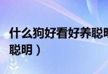 什么狗好看好养聪明又聪明（什么狗好看好养聪明）