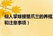 仙人掌嫁接蟹爪兰的养殖方法和注意事项（蟹爪兰养殖方法和注意事项）